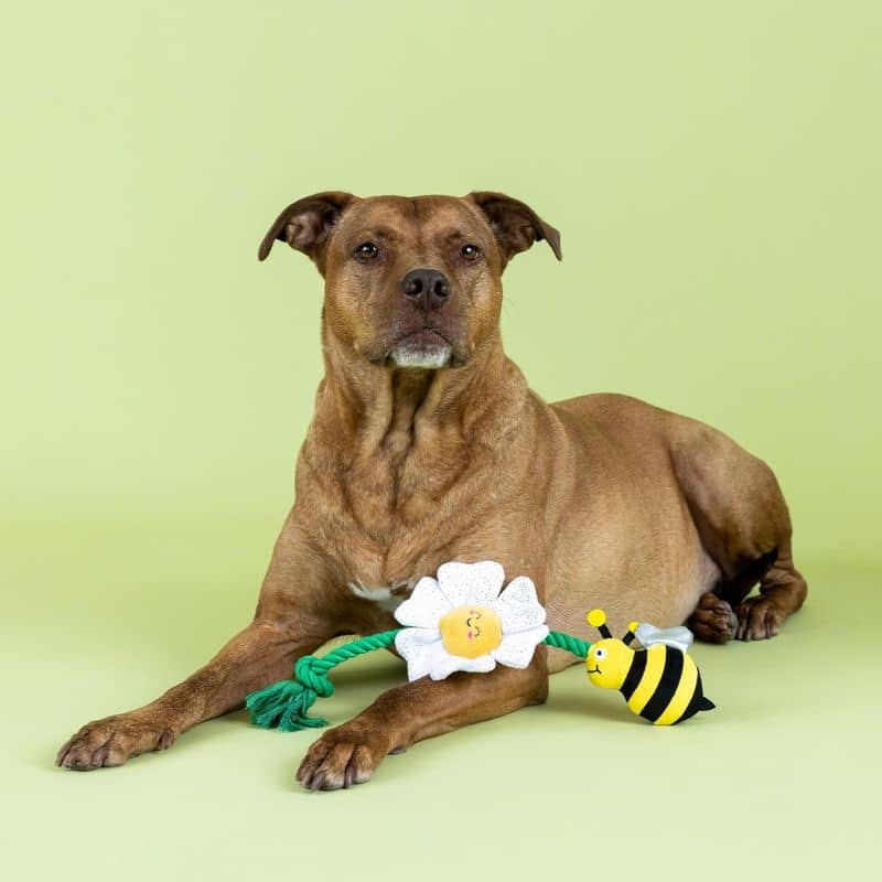 Jeu peluche pour chien de la marque Fringe en forme d'abeille et de fleur jouet fun et drôle pour occupation