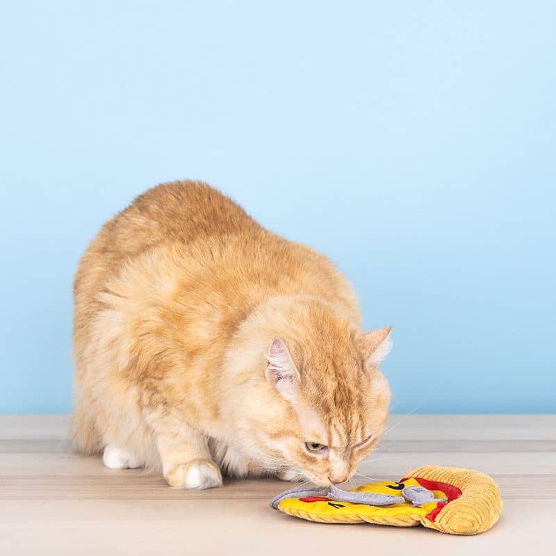 Chat avec un jouet en forme de pizza avec des poissons anchois qui se détachent