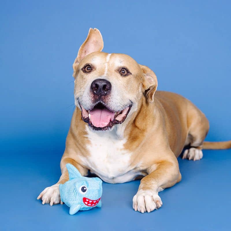 Chien avec un jouet résistant en forme de requin de la marque Fringe Studio Pet Shop