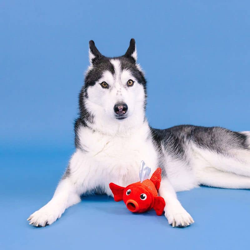 Jouet distributeur de friandises résistant pour chien en forme de poisson rouge de la marque Fringe Studio Pet Shop