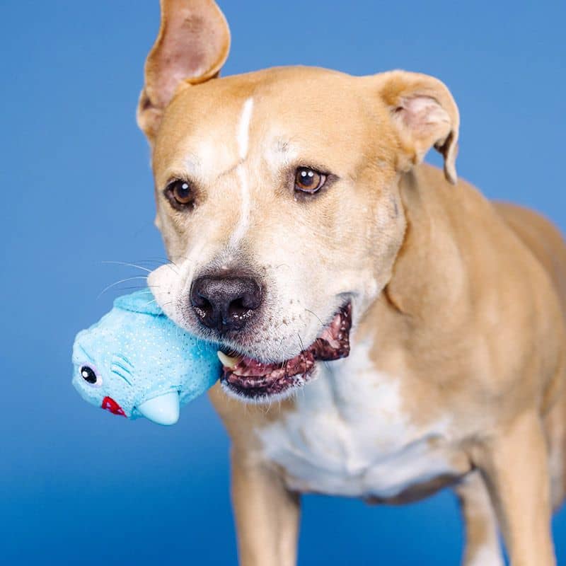 Jouet résistant pour chien en forme de requin peluche de la marque Fringe Studio Pet Shop