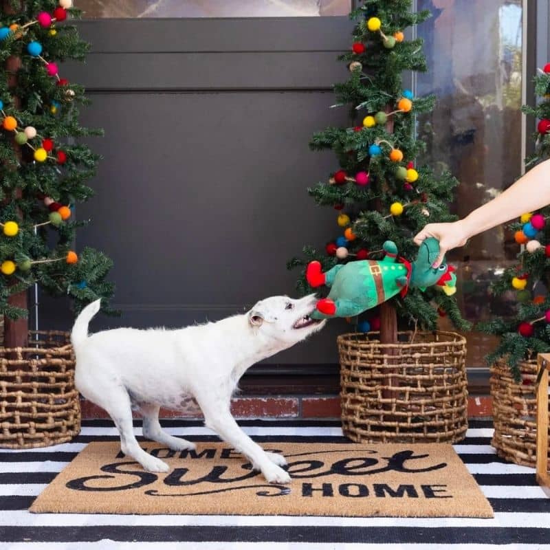 Chien qui joue avec une peluche de noel en forme de dinosaure de Fringe pet shop - Jingle toes