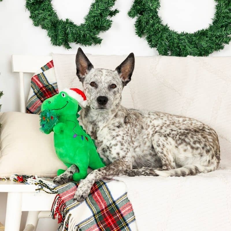 Chien avec un jouet de noel en peluche en forme de dinosaure qui mange une couronne de noel de Fringe Pet Shop - Hungry for the holidays