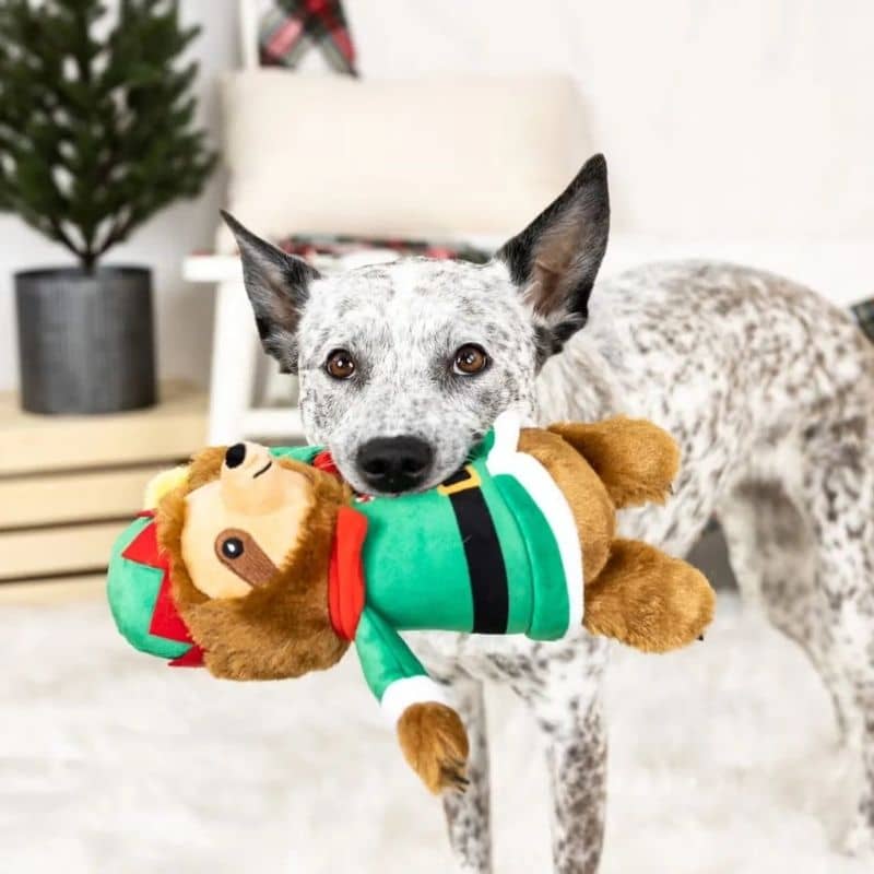 Chien qui joue avec un jouet peluche de noel en forme de paresseux déguisé en lutin de noël