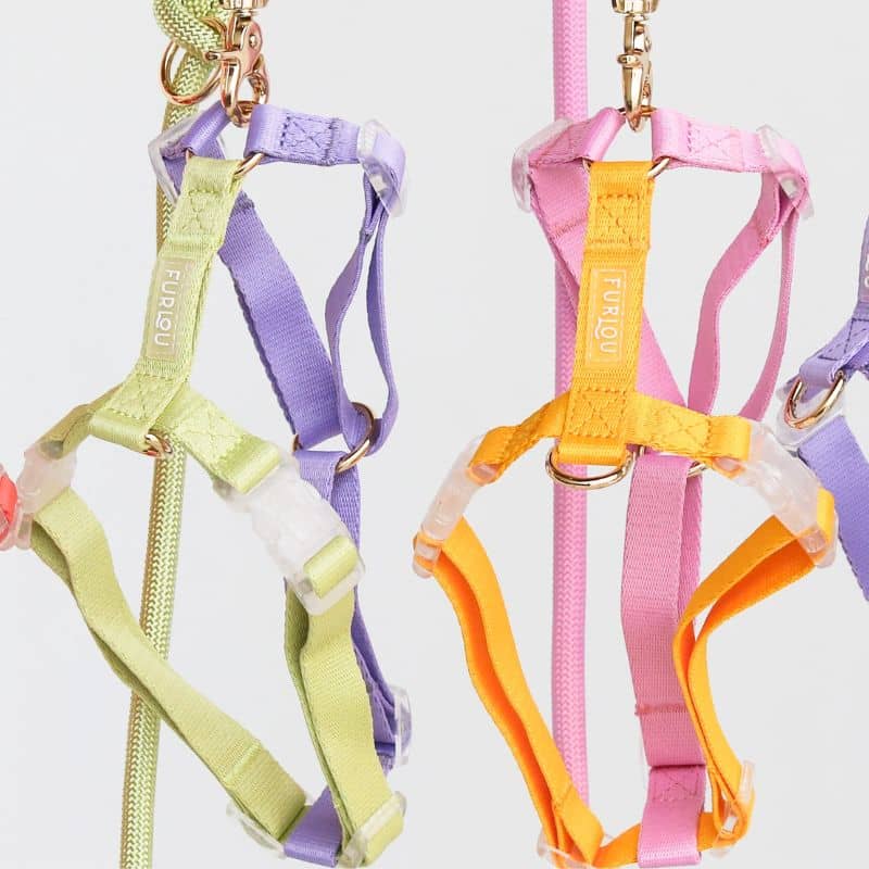 Harnais tendance pour chien en H strap de Furlou bicolore