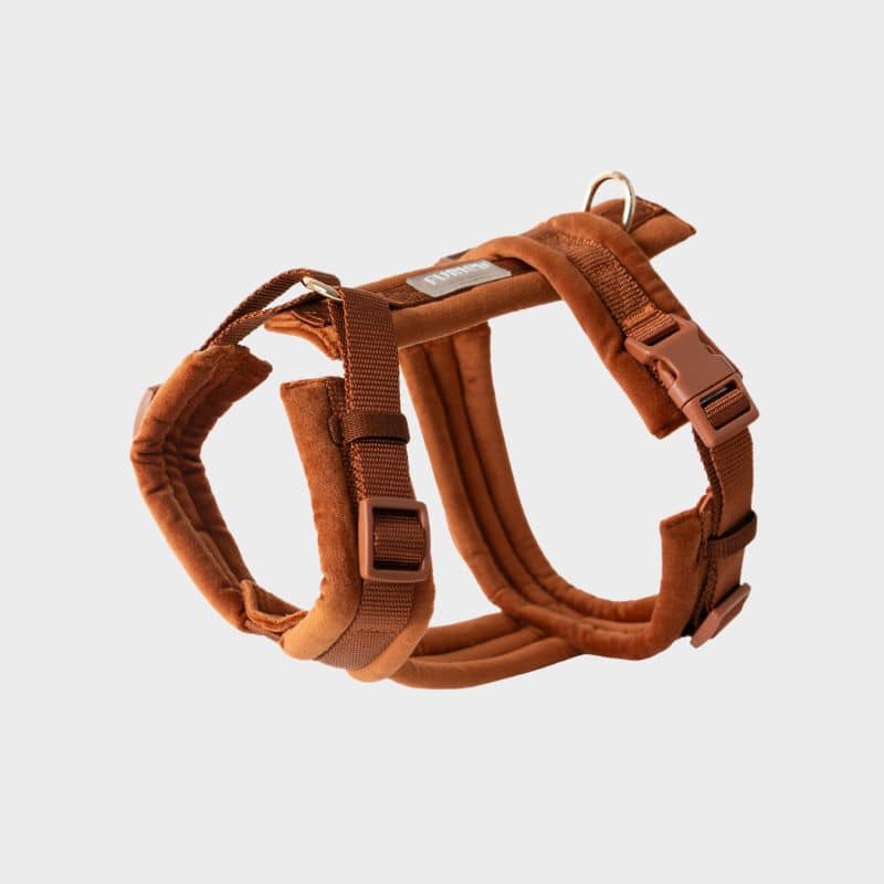 Harnais pour chien en velours velvet de Furlou en orange terre cuite - harnais tendance et confortable en H