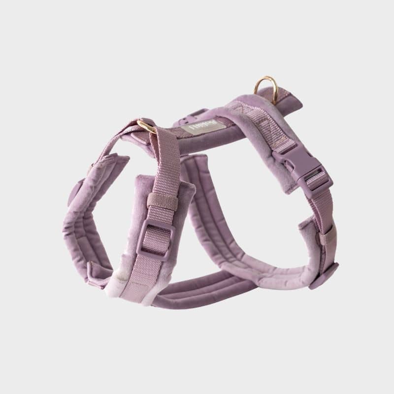 Harnais pour chien en velours velvet de Furlou en mauve parme - harnais tendance et confortable en H