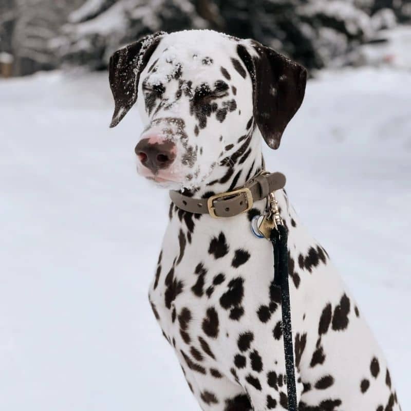 Dalmatien avec laisse en corde de Furlou avec mousqueton doré