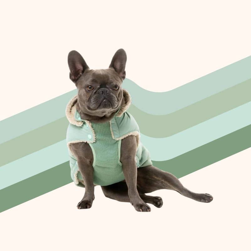 Bouledogue français avec doudoune pour chien d'hiver en vert menthe pastel