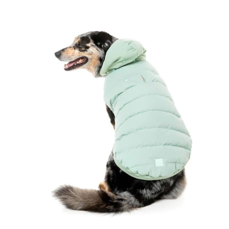 Border collie avec manteau d'hiver pour chien avec capuche en vert menthe