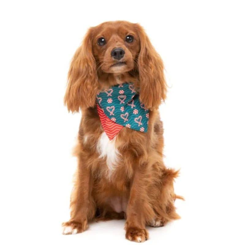 Cavalier king charles avec bandana réversible de Noël à fixer au collier en satin
