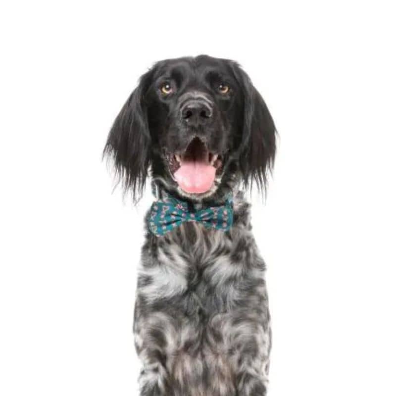 Chien avec noeud papillon de Noël attache velcro motif candy canes de Fuzzyard