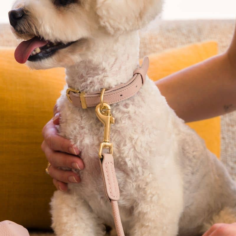 Laisse pour chien en cuir vegan et corde de la marque Fuzzyard Life en rose