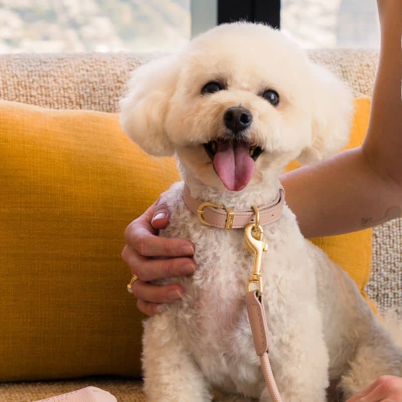 chien avec un collier en cuir vegan en rose élégant