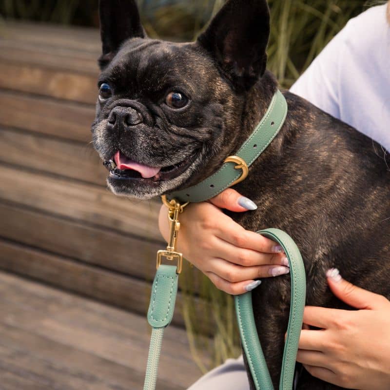 bouledogue français avec un collier en cuir vegan en vert élégant