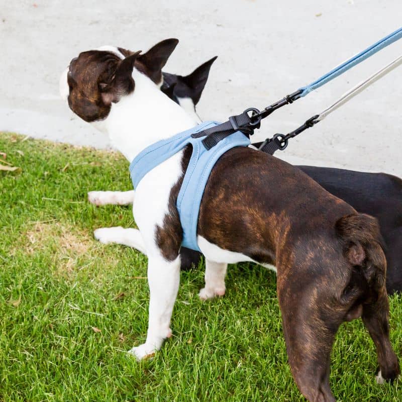 Boston terrier avec un harnais veste facile à enfiler de la marque fuzzyard en bleu