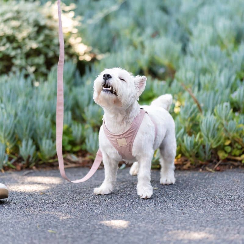 Chien avec un harnais veste facile à enfiler de la marque fuzzyard en rose