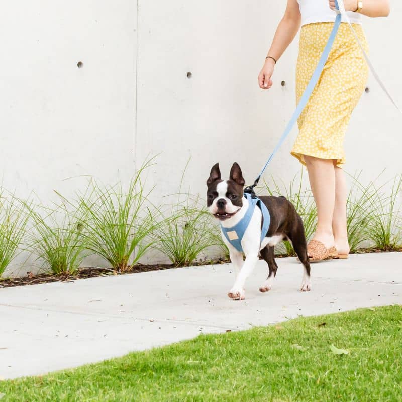 Chien avec un harnais veste facile à enfiler de la marque fuzzyard en bleu