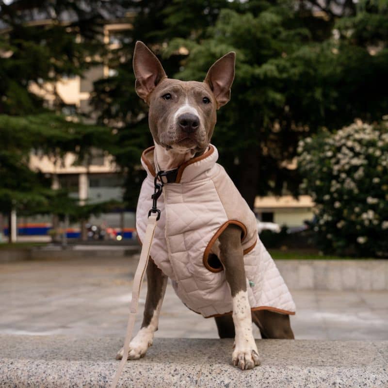 Manteau pour chien chaud pour l'hiver en couleur beige ivoire