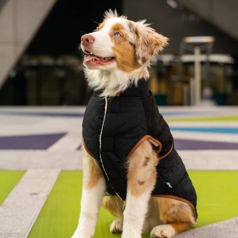 Manteau pour chien modèle Ivanhoe de Fuzzyard en noir