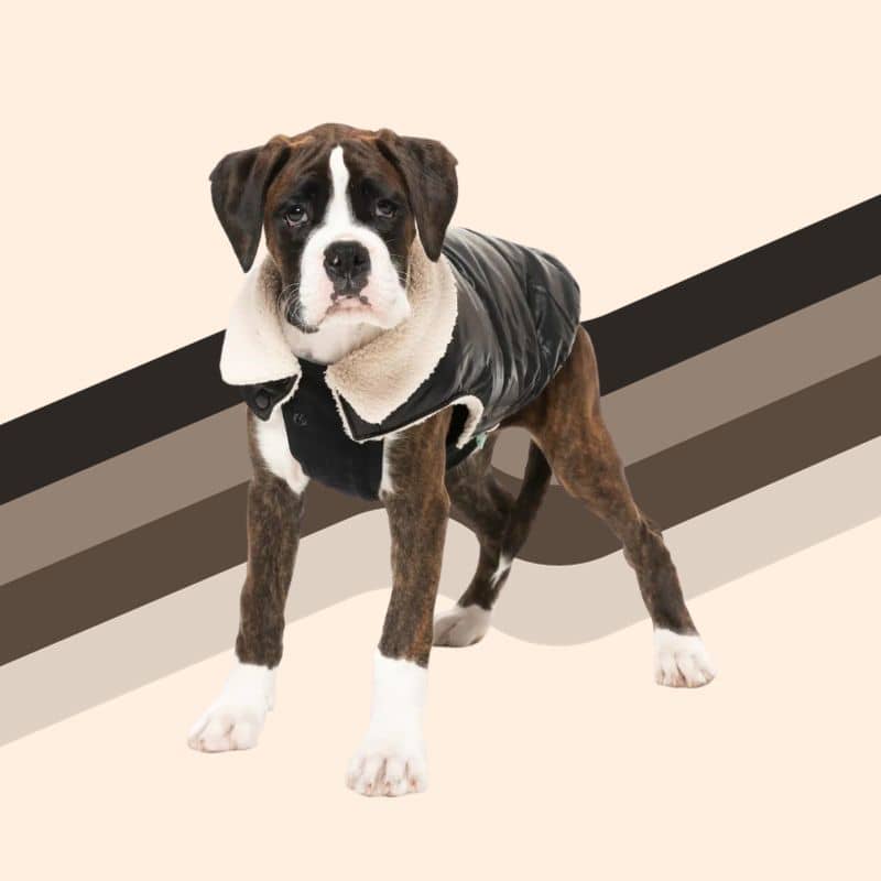 Manteau pour chien ou chiot confortable en noir
