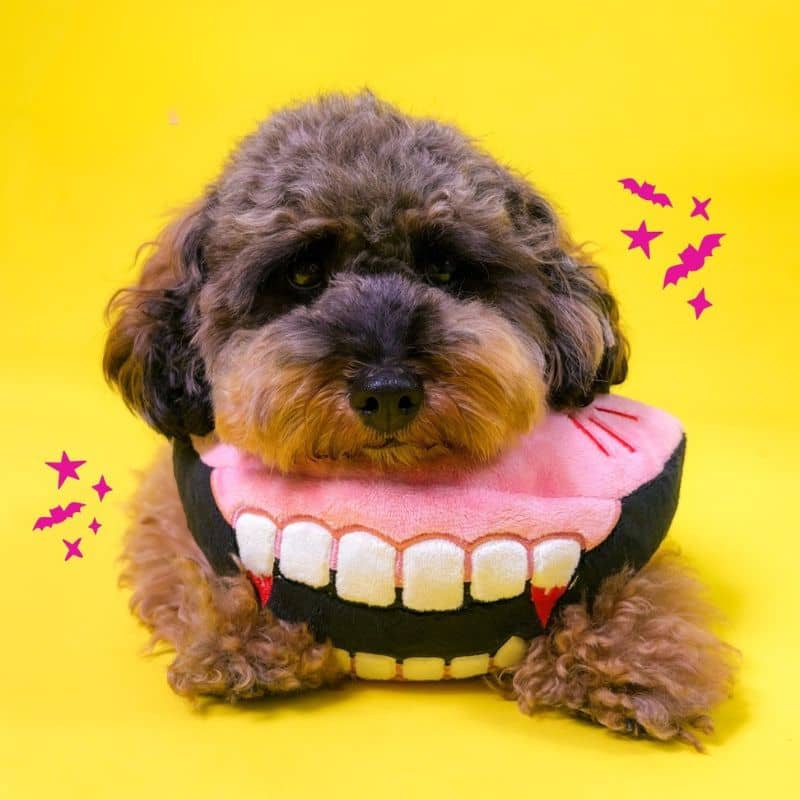 Jouet halloweeb pour chien Fuzzyard en forme de crocs de vampire " Dracs Denture"