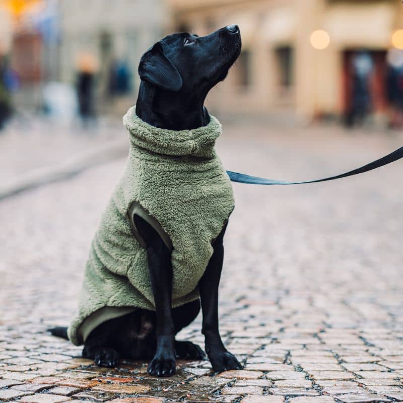 Chien de grande taille avec polaire en vert sauge rosemary de Fuzzyard
