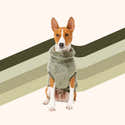 Pull En Polaire Pour Très Petit Chien - Manteau Chaud Coloré Fermeture Éclair - Hiver Et Automne - 8