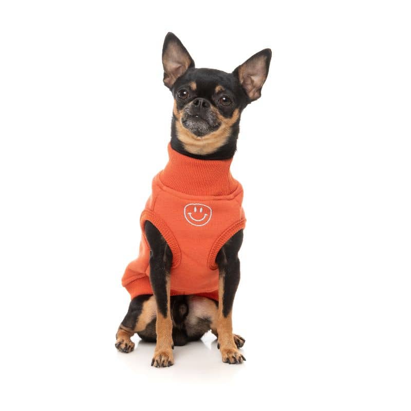 Chihuahua avec un sweat pour chien corail orange de Fuzzyard