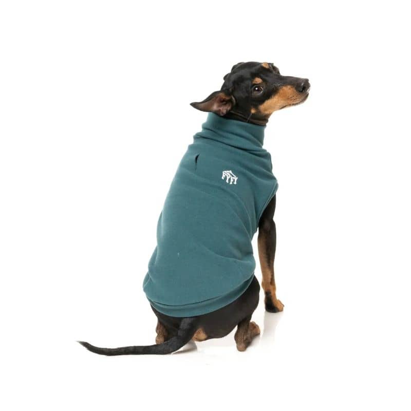 Chien avec sweat chaud et confortable en vert