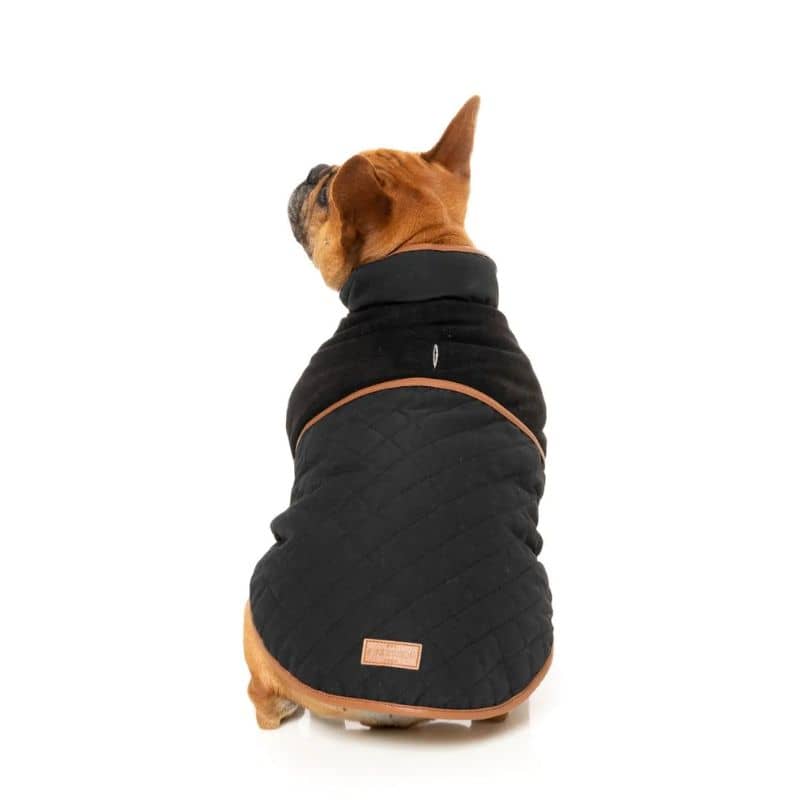 Bouledogue français avec manteau pour chien en noir