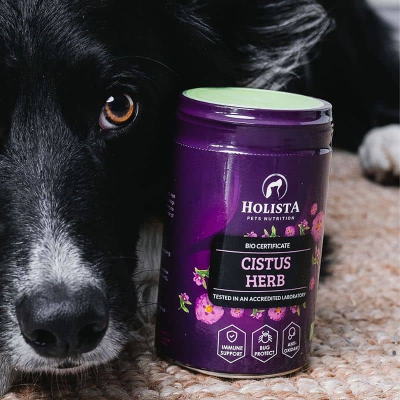 Poudre de ciste antiparasitaire naturel pour chien et chat Holista : le ciste modifie l'odeur corporel et repousse les insectes