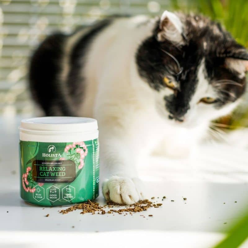 cat weed relaxante pour chat Holista