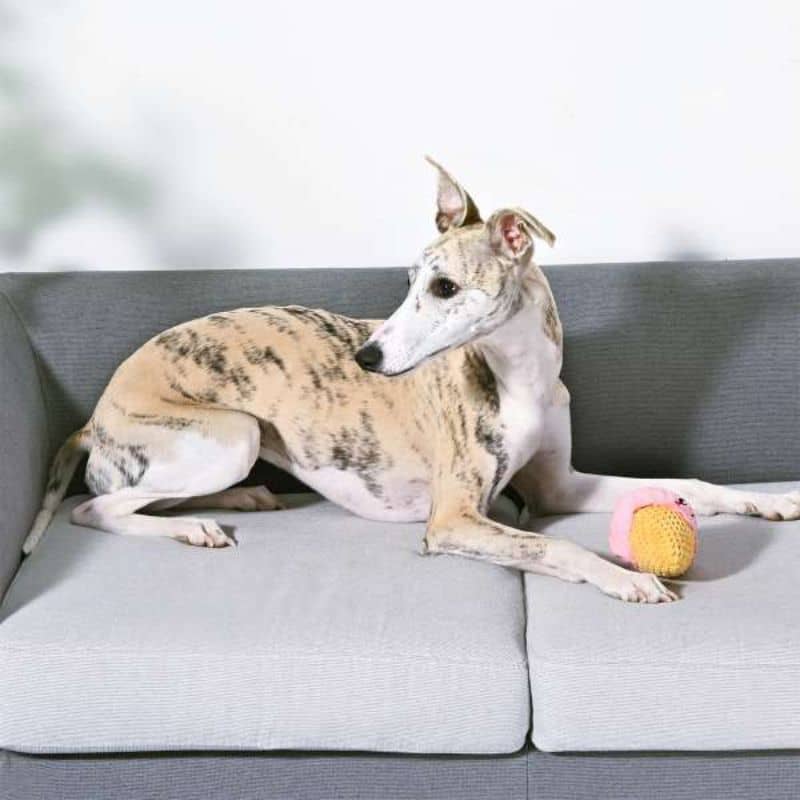 balle hugsmart en forme de glace pour chien pour lancer beach daze ice cream pour interagir avec son chien