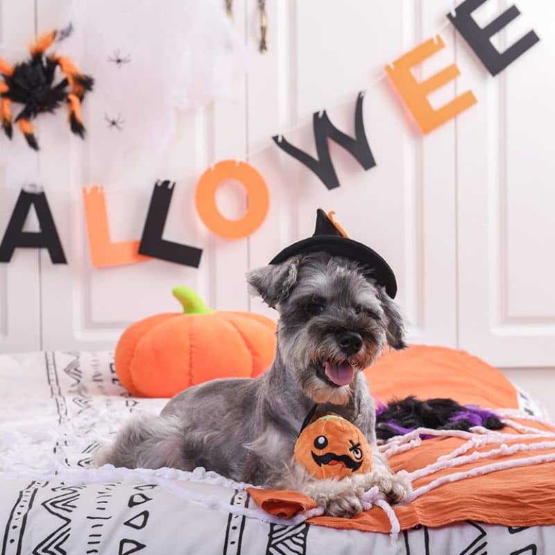 jouet balle à picots pour chien en forme de peluche citrouille Halloween de la marque Hugsmart