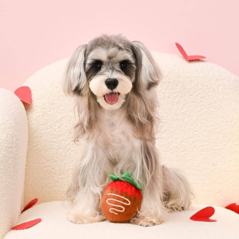 Peluche pour chien chocolat chaud