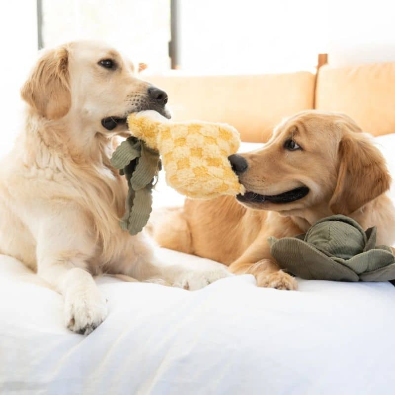 Jouet lambwolf pour chien en forme d'ananas squeaker et crinkle jeu d'occupation et de dépense mentale