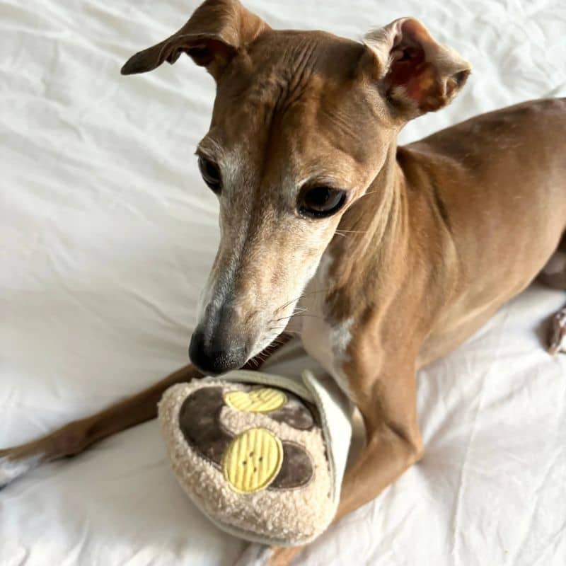 Jouet Lambwolf pour chien en forme de crêpe pour cacher des friandises idéal pour la dépense mentale et l'occupation