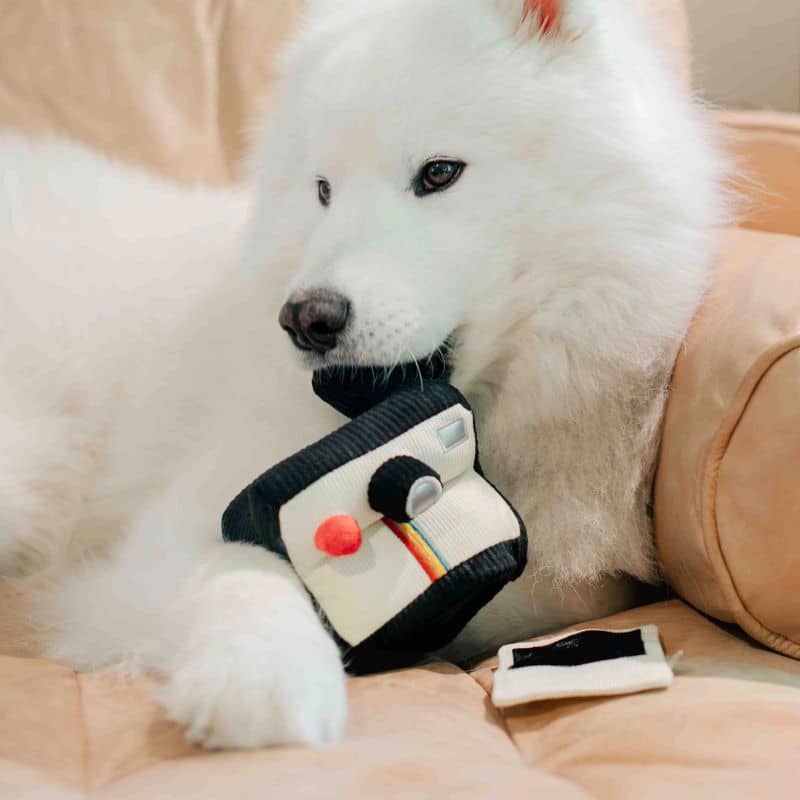 Jouet Lambwolf pour chien en forme d'appareil photo et polaroid avec squeaker