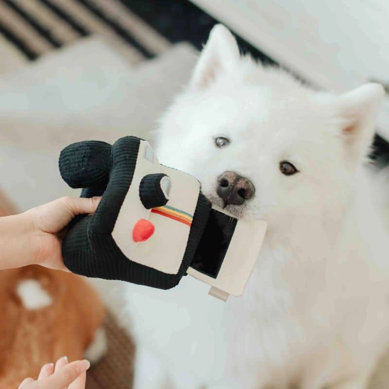 Jouet Lambwolf pour chien en forme d'appareil photo et polaroid avec squeaker pour occuper son chien et sa dépense mentale