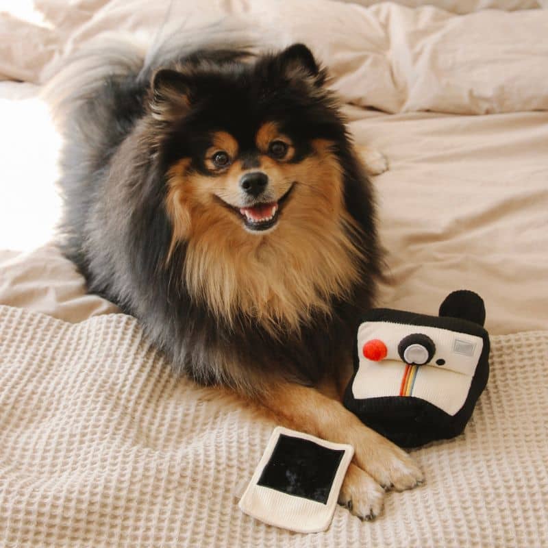 Jouet Lambwolf pour chien en forme d'appareil photo et polaroid avec squeaker pour cacher des friandises et sa photo
