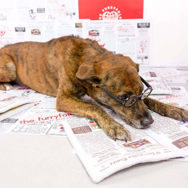 jouet d'occupation pour chien peluche de flair avec des cachettes à friandises en forme de journal newspaper Furryfolks : bruit de papier froissé et couineur