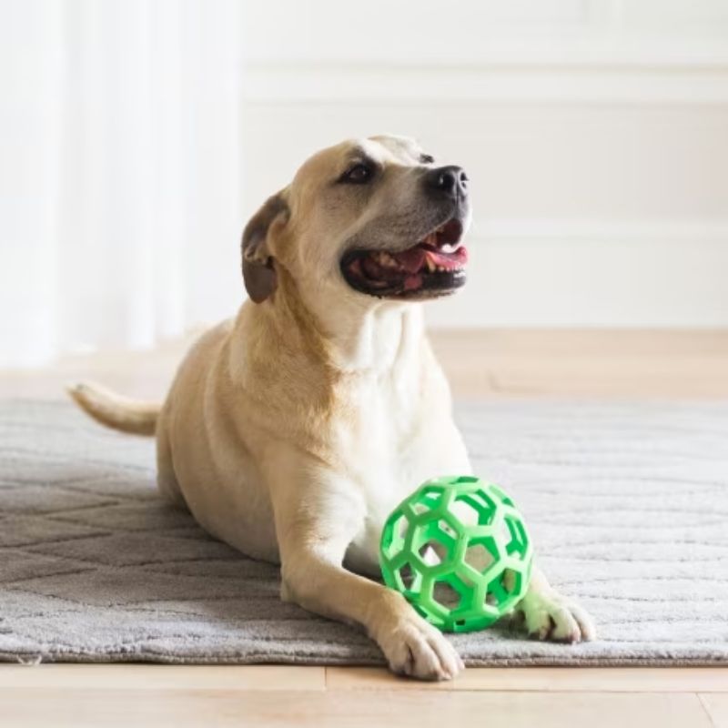 balle résistante pour chien "HOL-EE Roller" medium ou large de JW