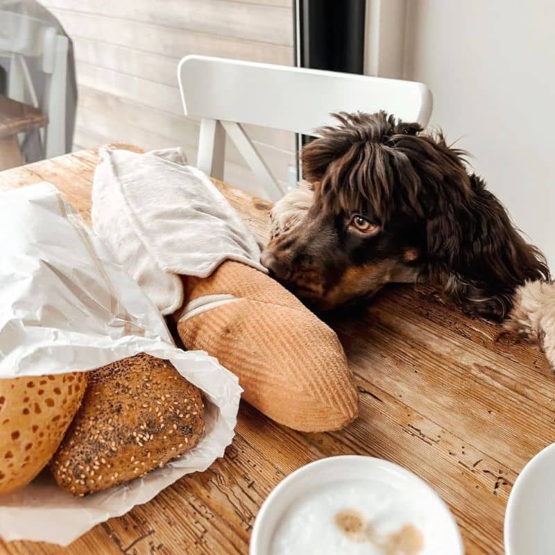 jeu d'occupation et de fouille pour chien en forme de baguette de pain avec 2 pouic pouic et 4 cachettes à friandises ainsi que son emballage qui fait un bruit de papier froissé Lambwolf Collective