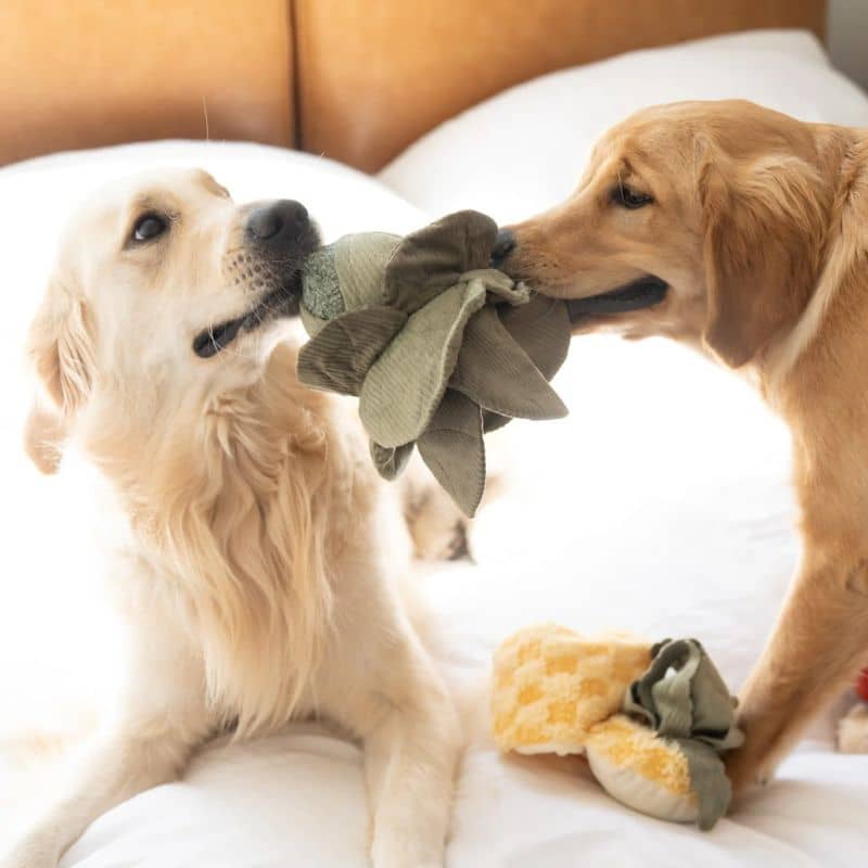 jeu d'occupation et de fouille pour chien en forme de chou  avec cachette à friandises et balle rebondissante qui couine Cabbage pop Lambwolf Collective - taille L 