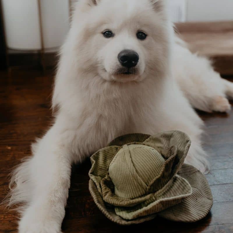 jeu d'occupation et de fouille pour chien en forme de chou  avec cachette à friandises et balle rebondissante qui couine Cabbage pop Lambwolf Collective - taille L 