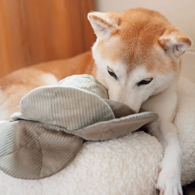 jeu d'occupation et de fouille pour chien en forme de chou  avec cachette à friandises et balle rebondissante qui couine Cabbage pop Lambwolf Collective - taille L 