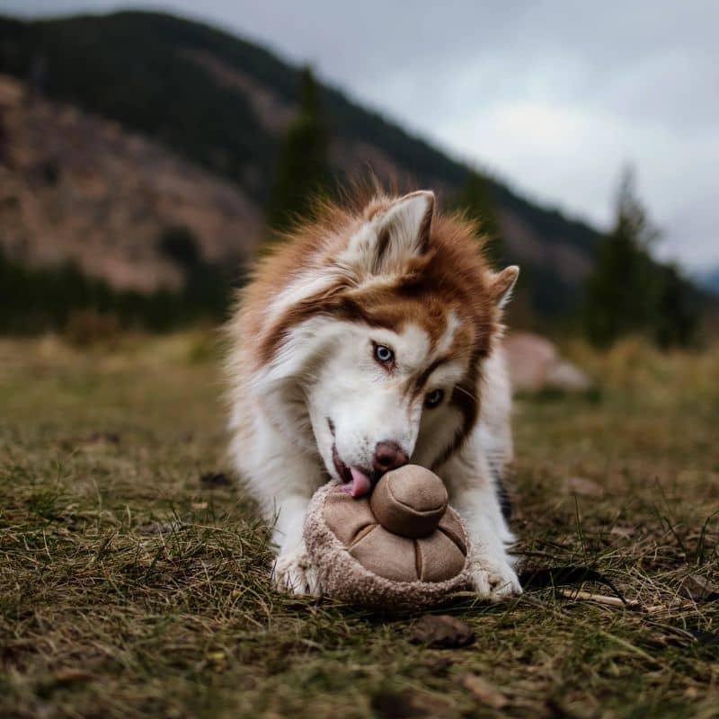 jouet d'occupation et de fouille pour chien en forme de champignon Guu mushroom nosework Lambwolf Collective