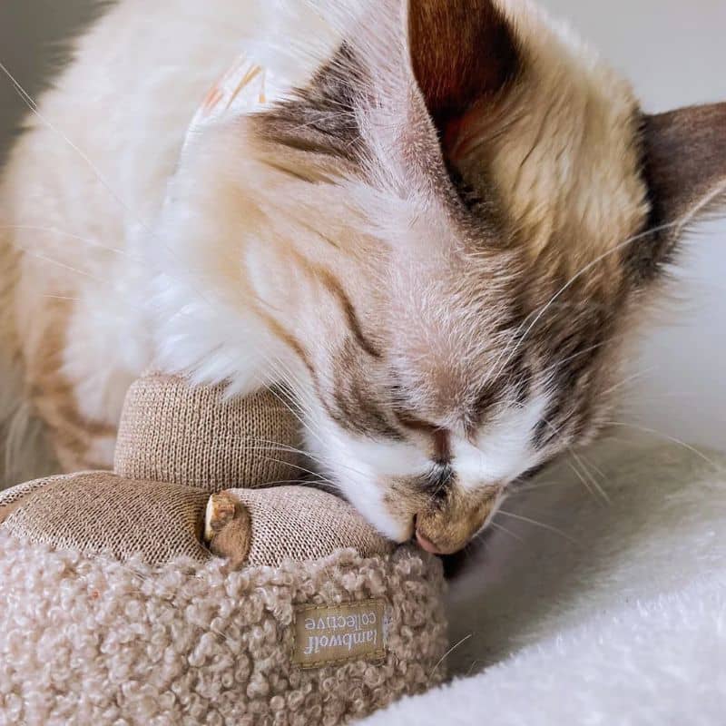 jouet d'occupation et de fouille pour chat en forme de champignon Guu mushroom nosework Lambwolf Collective