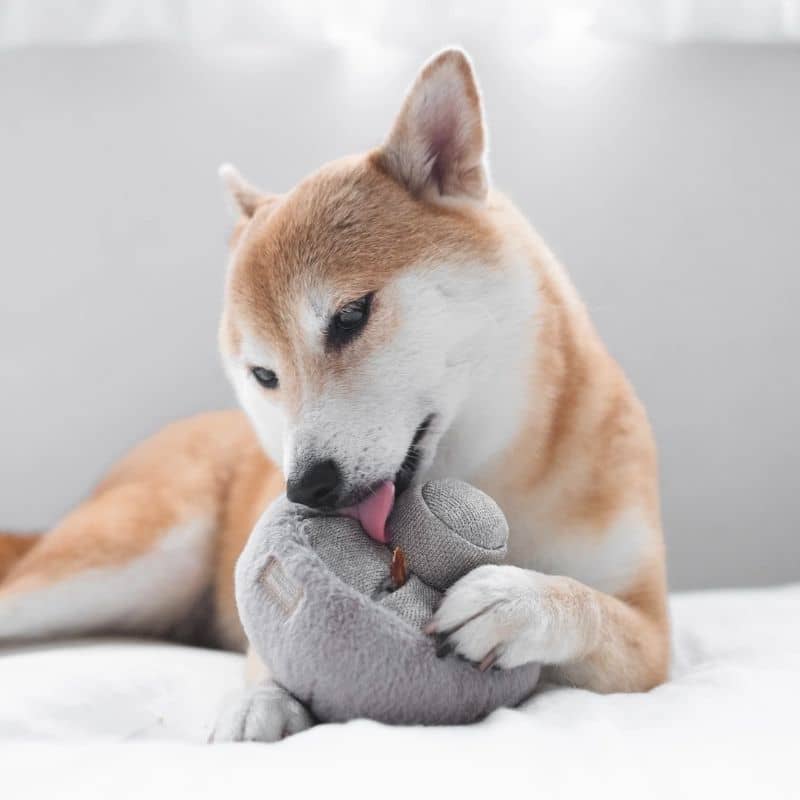 jouet d'occupation et de fouille pour chien en forme de champignon Guu mushroom nosework Lambwolf Collective